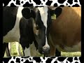 Cow Song