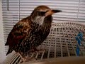 talking bird starling