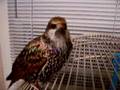 talking bird starling