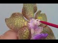 Orchid Hand Pollination 3