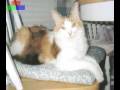 Bobby Sowell - CK The Cat