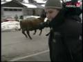 Are You Freaking Kidding Me!? Cow Rampage