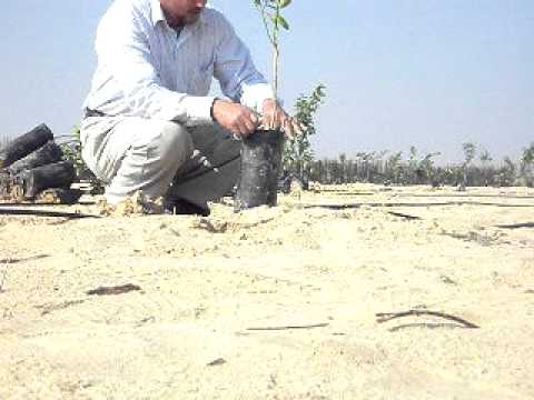 اشجار