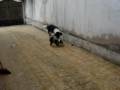 videos de Border Collies 04
