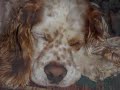 cocker spaniel