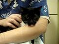 Marquette County Humane Society - Levi