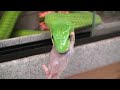 Sometimes there is no option but to mess with a very toxic customer and piss it off to the max. This of course, with the best intentions, to remove a stuck shed and to access a wound. There is a first time for everything and the time is now. Also appearing is curious Kermit, who says hello and snacks on a F/T hopper. Finally, a visit with a