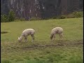 machu picchu    the lost city of the incas  peru 