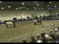 EquiSense kur op muziek Paard en Koets 2008