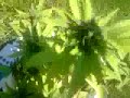 marijuana plant double dutch strain flowering