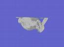 CT scanned voxel bunny CT scanned voxel bunny