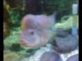 flowerhorn male0004.mp4