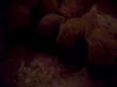 Poodle Babys