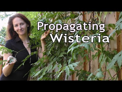 how to grow wisteria