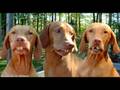 Funny Animals 25