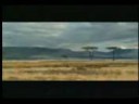 Stupid antelope