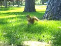 Mother Squirrel Mother Squirrel