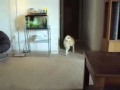Boo Proposal