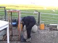 AlphaMuscles stones 90 kg 1,4 m