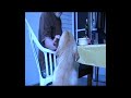 golden retriever playing with a wine grape