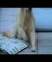 Golden Retriever video