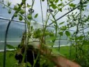 John catches a tomato hornworm