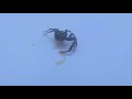 Fighting spiders - aftermath Jackvs6leg Fighting spiders - aftermath Jackvs6leg
