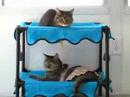 littlelittlekitties