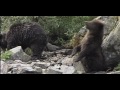 I liked a @YouTube video http://youtu.be/kd0K2IDNX-Y?a Grizzly bear cub scratches his butt - Teddy Bear Romp
