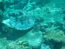 Hawksbill Turtle
