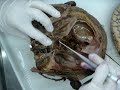 Endocrine Lab 2, Part 1.wmv