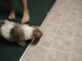 9 weeks shih tzu
