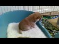 A - Litter 20 days old