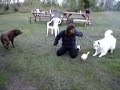 Goose attack: When men and dogs are targeted Goose attack: When men and dogs are targeted