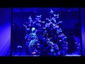 Click here to watch this video MedRed's Ecotech Radion XR30W LEDs in Demo Mode
