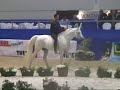 Bartolo&Abadar Verona Fieracavalli 2007 Bartolo&Abadar Verona Fieracavalli 2007