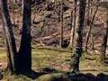 Piano concert no. 1 b-minor , P.I. Tschaikowsky- my fav. 4.
