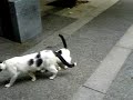 cat family near my office