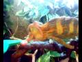 CAMALEON COMIENDO RATON CAMALEON COMIENDO RATON