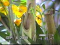 orquidea