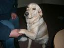Guide-Dog-Puppy-Heat