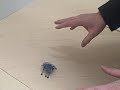 Hexbug Microrobotic Creature  Hands On