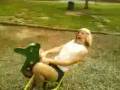 sped on a horse