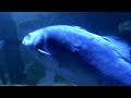 Into the Fish Tank View no.1 (Widescreen HD) Into the Fish Tank View no.1 (Widescreen HD)