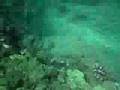 Skin diving for corals in Kauai. (for BeanAnimal)