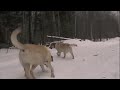 Auch Hunde rodeln gerne