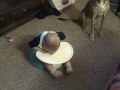 so cute! rocco falls asleep in bumbo.AVI