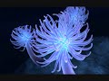World of Glass by Tristania World of Glass by Tristania