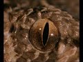 1   serpientes de africa   national geographic