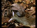 1.- Serpientes de africa - National Geographic 1.- Serpientes de africa - National Geographic